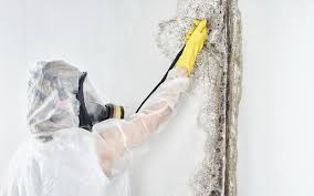 Mold Remediation for Vacation Homes in Seven Mile, AZ